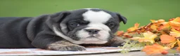 English Bulldog dogs for sale: Francesca - Ad 7