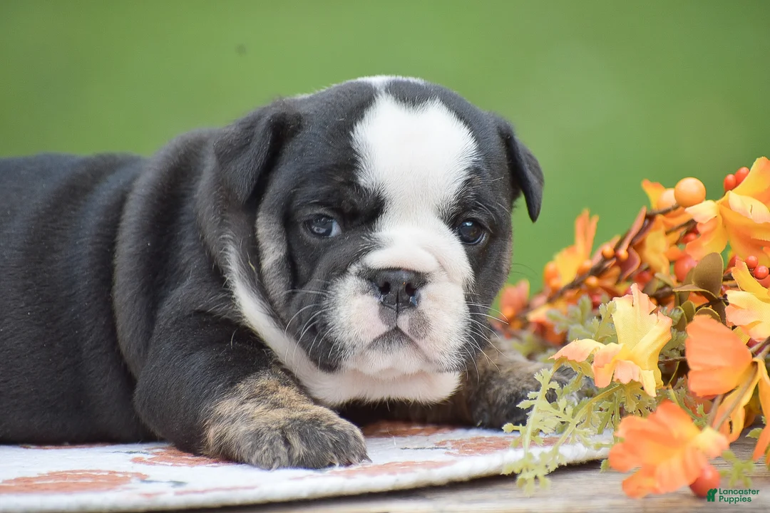 English Bulldog dogs for sale: Francesca - Ad 7