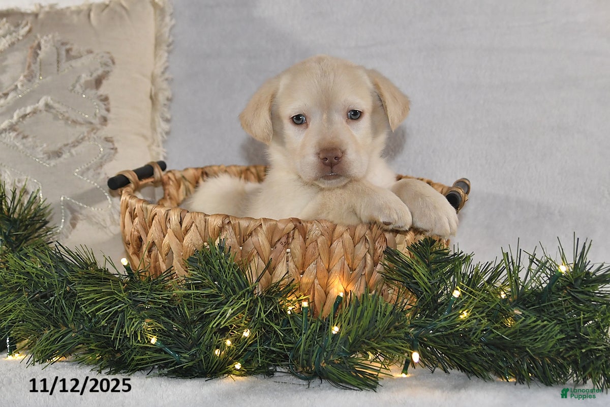 Labrador Retriever dogs Renee - Ad 35