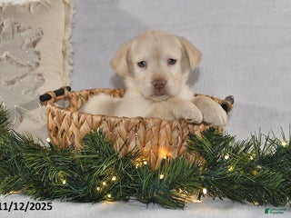 Labrador Retriever dogs Renee - Ad 36