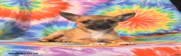 Chihuahua dogs for sale: Angel - Ad 2