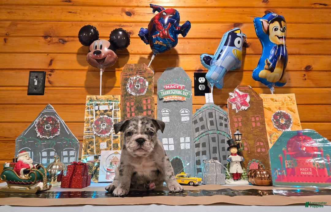 French Bulldog dogs for sale: Faith - Ad 3