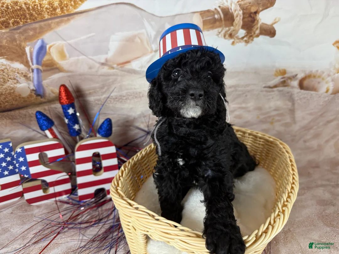 Mini Goldendoodle dogs for sale: Din - Ad 1
