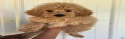 Mini Goldendoodle dogs for sale: Mini Goldendoodle Puppy 3 - Ad 1