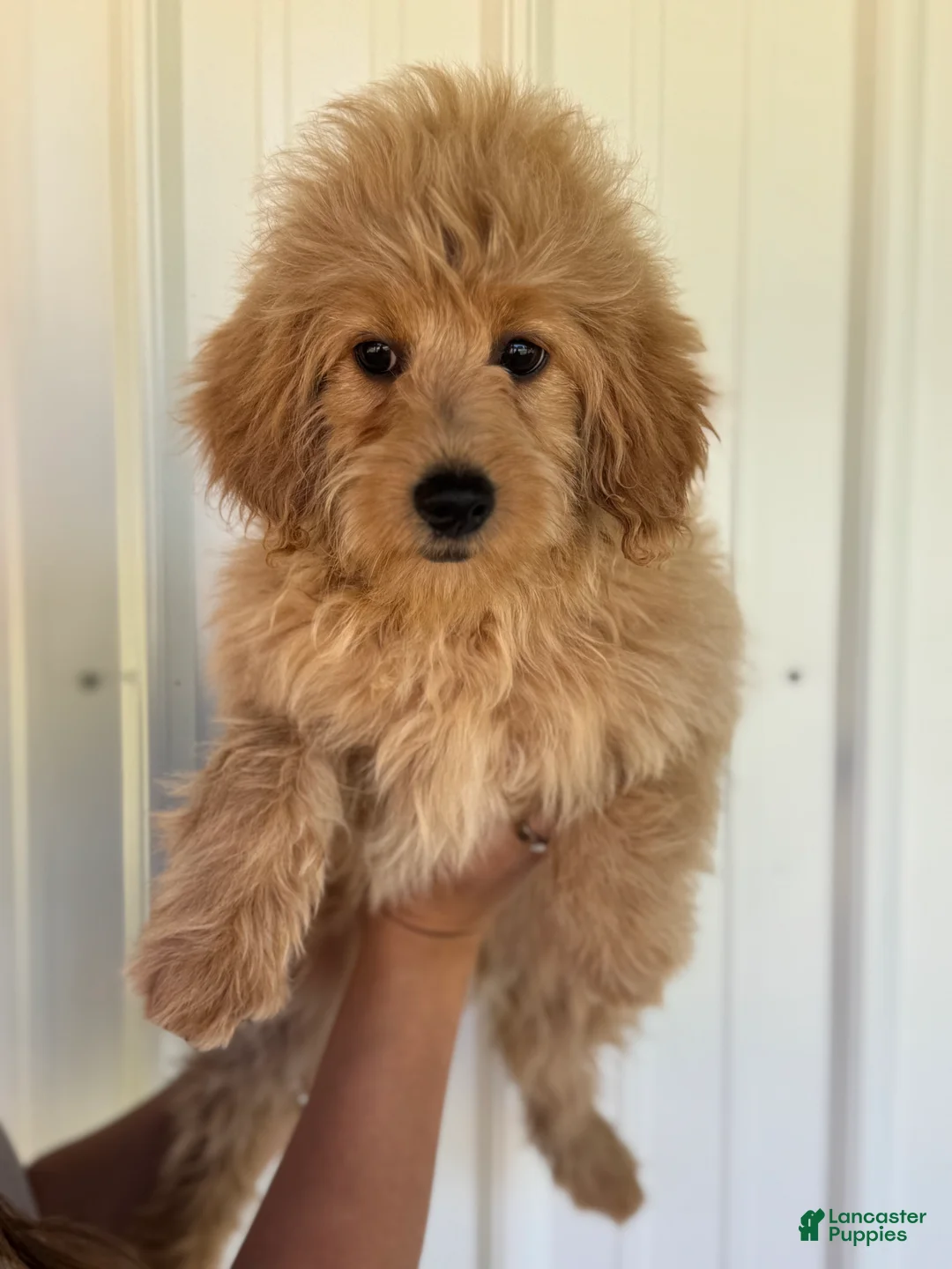 Mini Goldendoodle dogs for sale: Mini Goldendoodle Puppy 3 - Ad 1