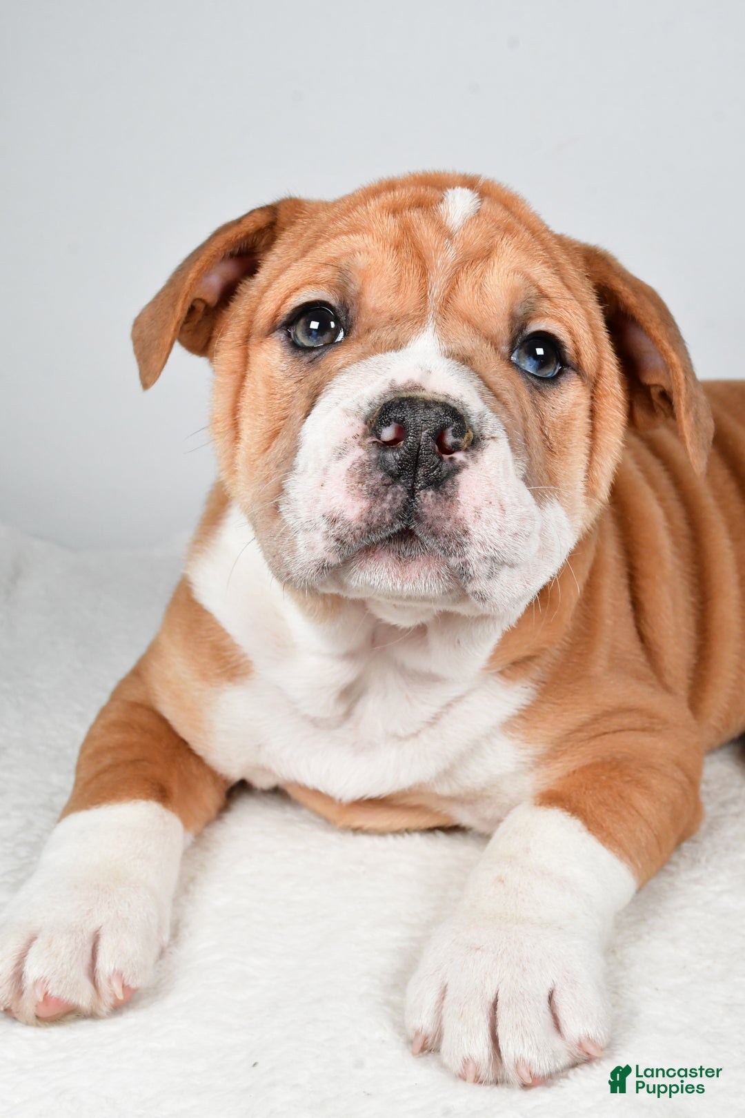 Beabull dogs for sale: Tanner - Ad 4