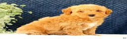Mini Goldendoodle dogs for sale: Clark - Ad 7