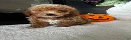 Toy Poodle dogs for sale: Benny - Ad 3