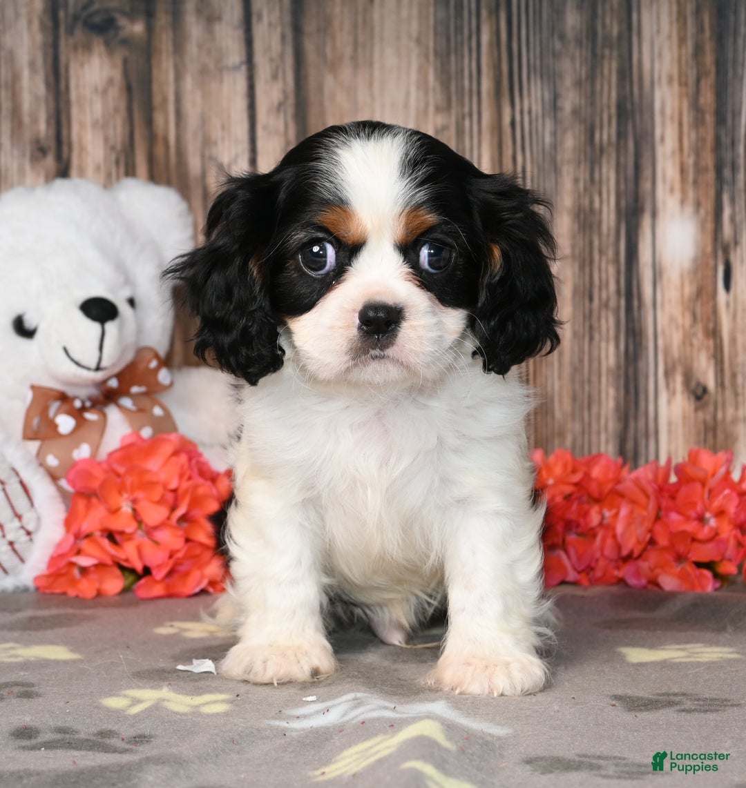 Cavalier King Charles Spaniel dogs for sale: Echo - Ad 3