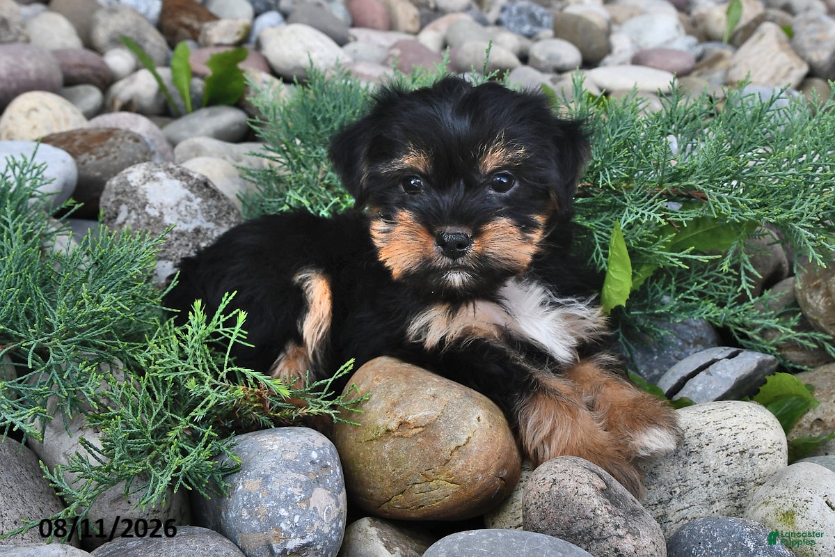 Shorkie dogs Sawyer - Ad 1