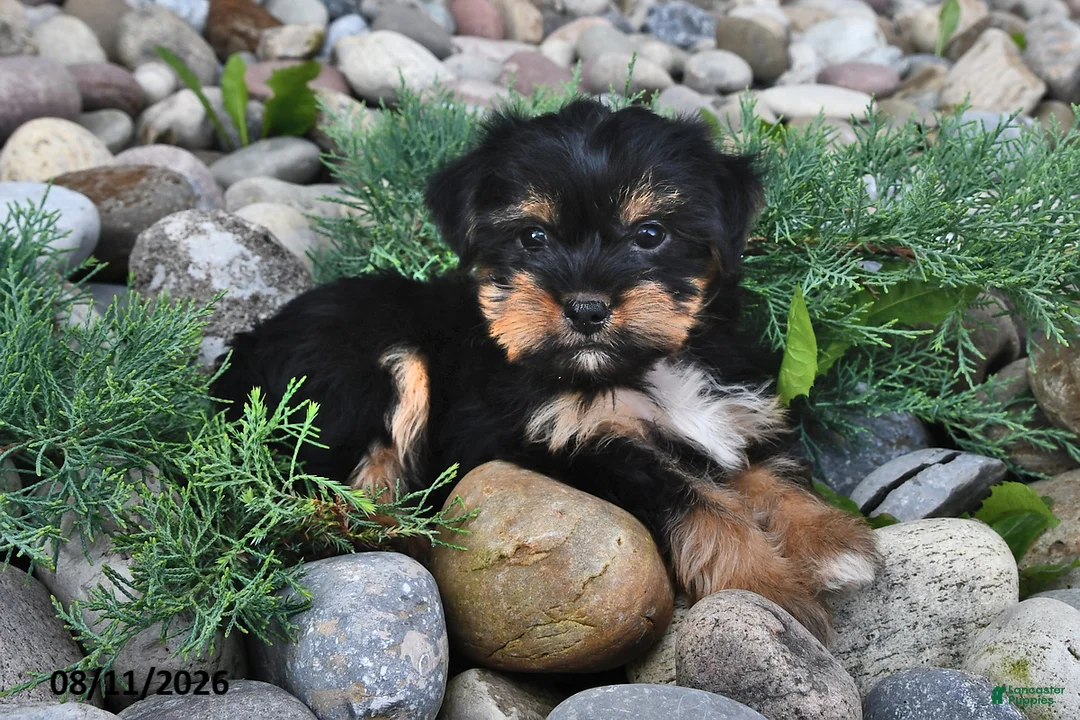 Shorkie dogs for sale: Sawyer - Ad 1