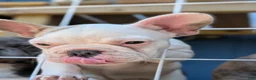 French Bulldog dogs for sale: French Bulldog 1 - Ad 7
