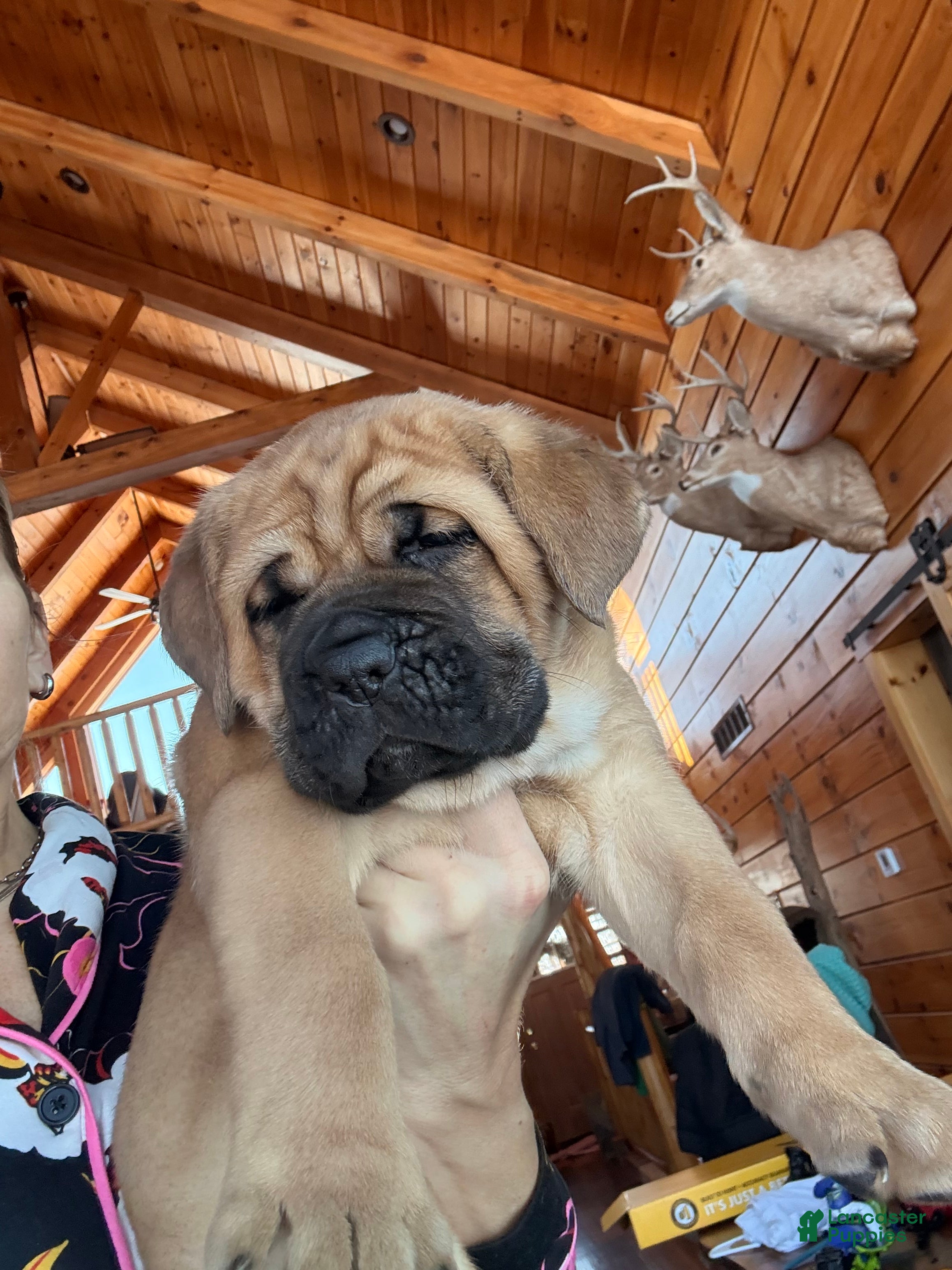 Cane Corso dogs Pink girl - Ad 2