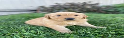 Golden Retriever dogs for sale: Daisy - Ad 3