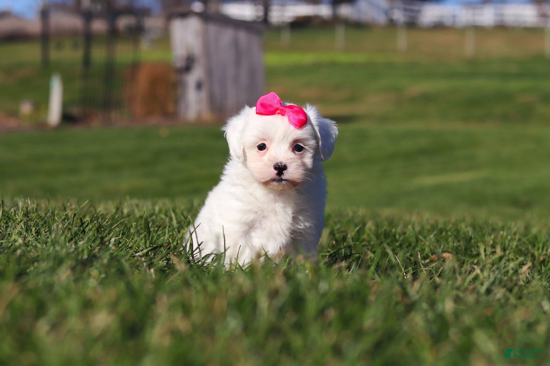 Shihpoo dogs for sale: Lily - Ad 3