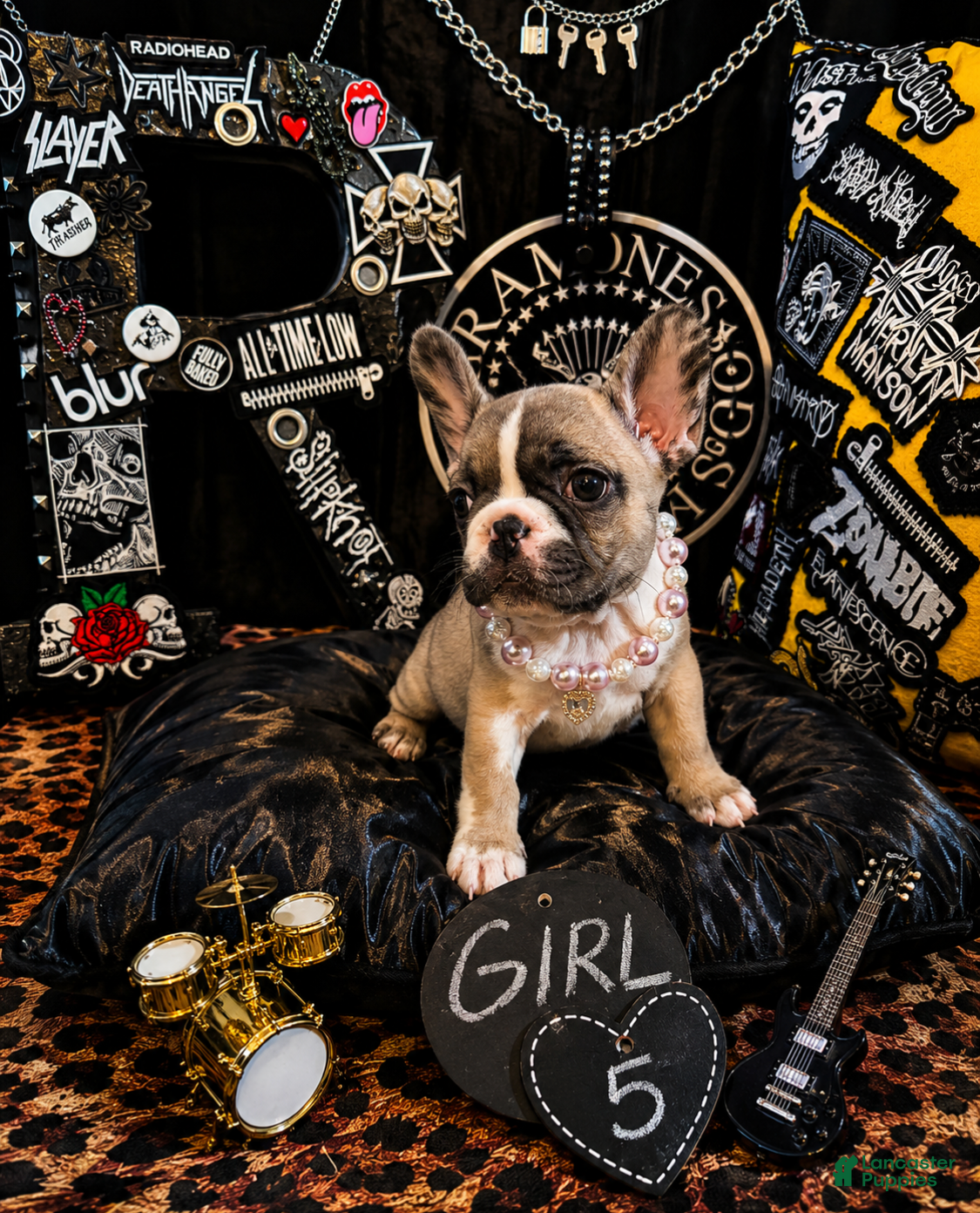 French Bulldog dogs French Bulldog 5 daisy,fay  - Ad 1
