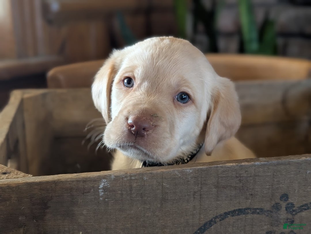 Labrador Retriever dogs for sale: River - Ad 1