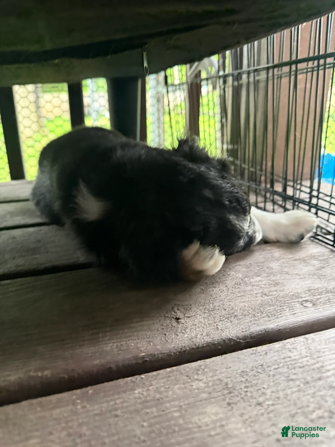 Australian Shepherd dogs for sale: Puppy 4 - Ad 1