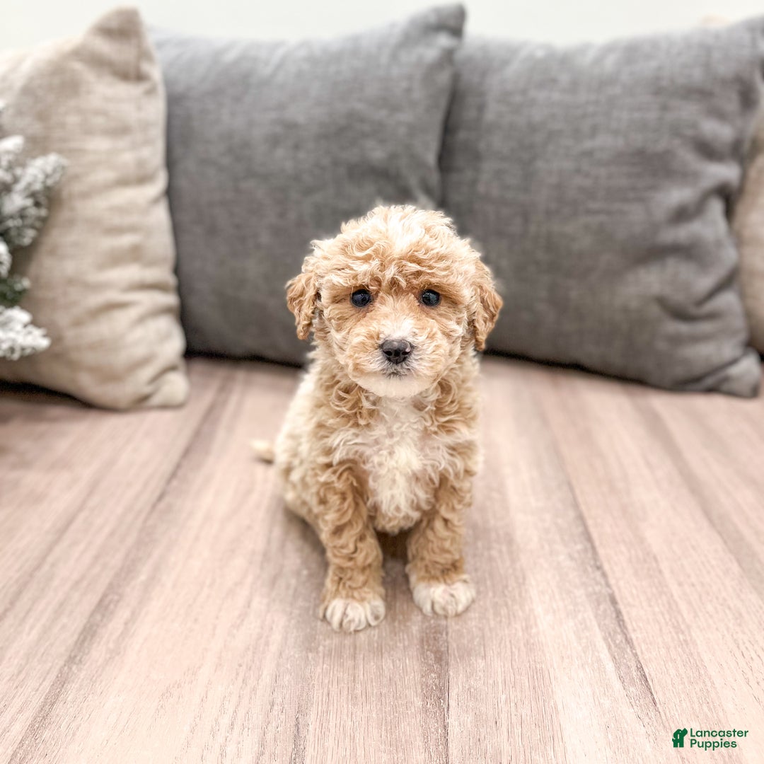 Goldendoodle dogs for sale: Snowflake  - Ad 22