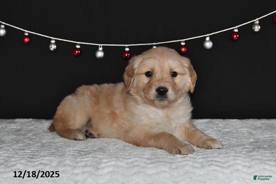 Golden Retriever dogs for sale: Allison - Ad 2