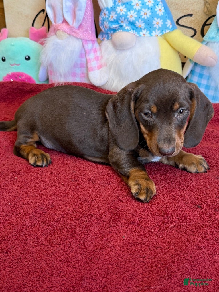 Miniature Dachshund dogs Bucky - Ad 28