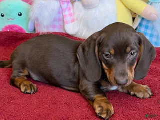 Miniature Dachshund dogs Bucky - Ad 28
