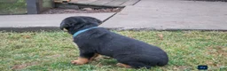 Rottweiler dogs for sale: Flynn - Ad 6