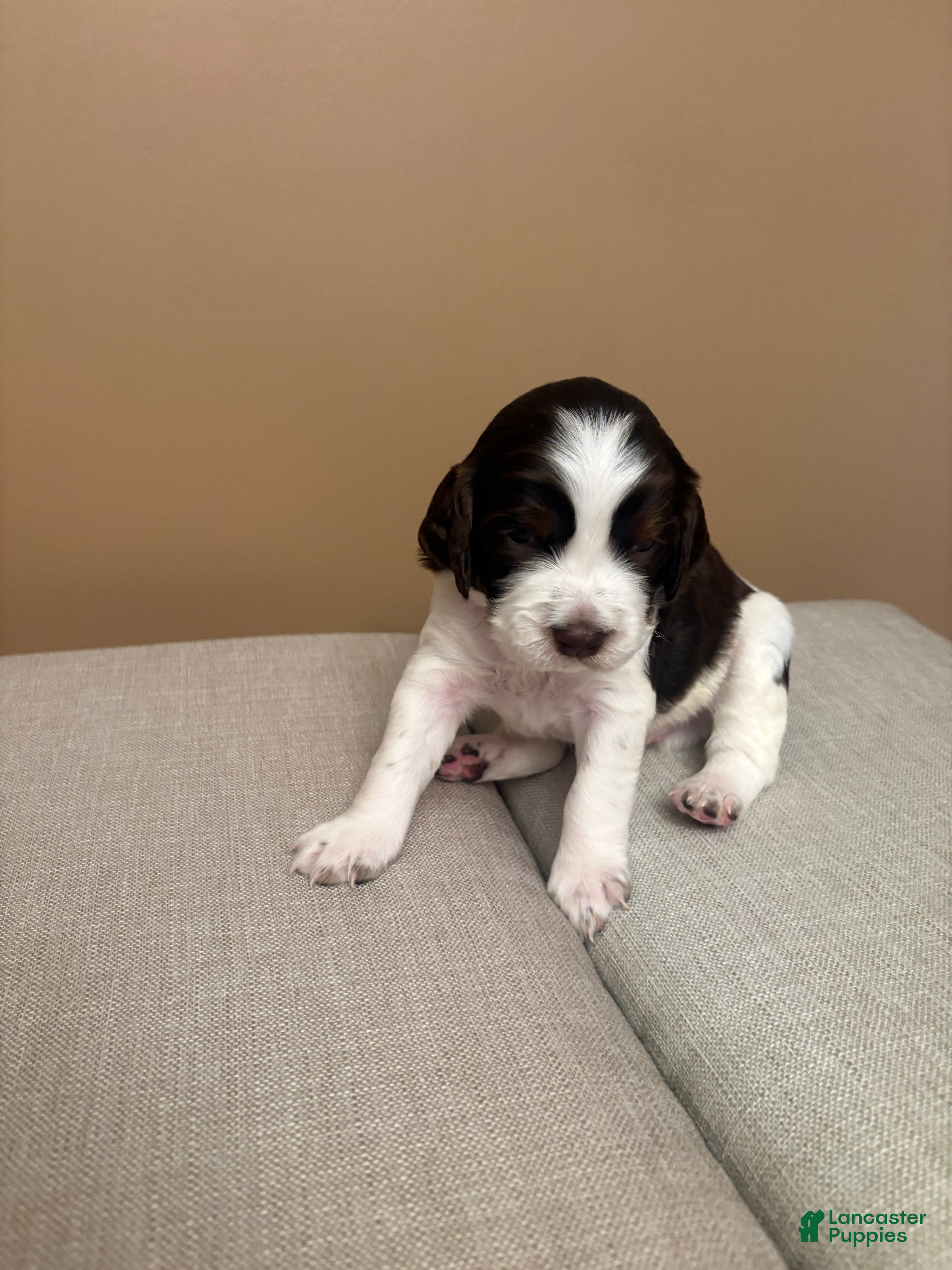 English Springer Spaniel dogs English Springer Spaniel 5 - Ad 1