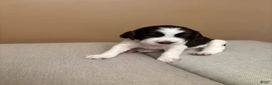English Springer Spaniel 5