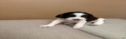 English Springer Spaniel dogs for sale: English Springer Spaniel 5 - Ad 1