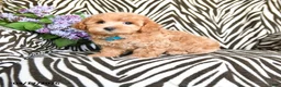 Maltipoo dogs for sale: Luigi - Ad 4