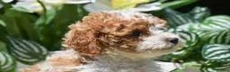 Miniature Poodle dogs for sale: Paisley - Ad 6