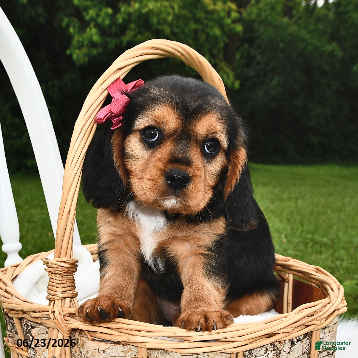 Beaglier dogs Cali  - Ad 1