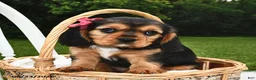Beaglier dogs for sale: Cali  - Ad 1