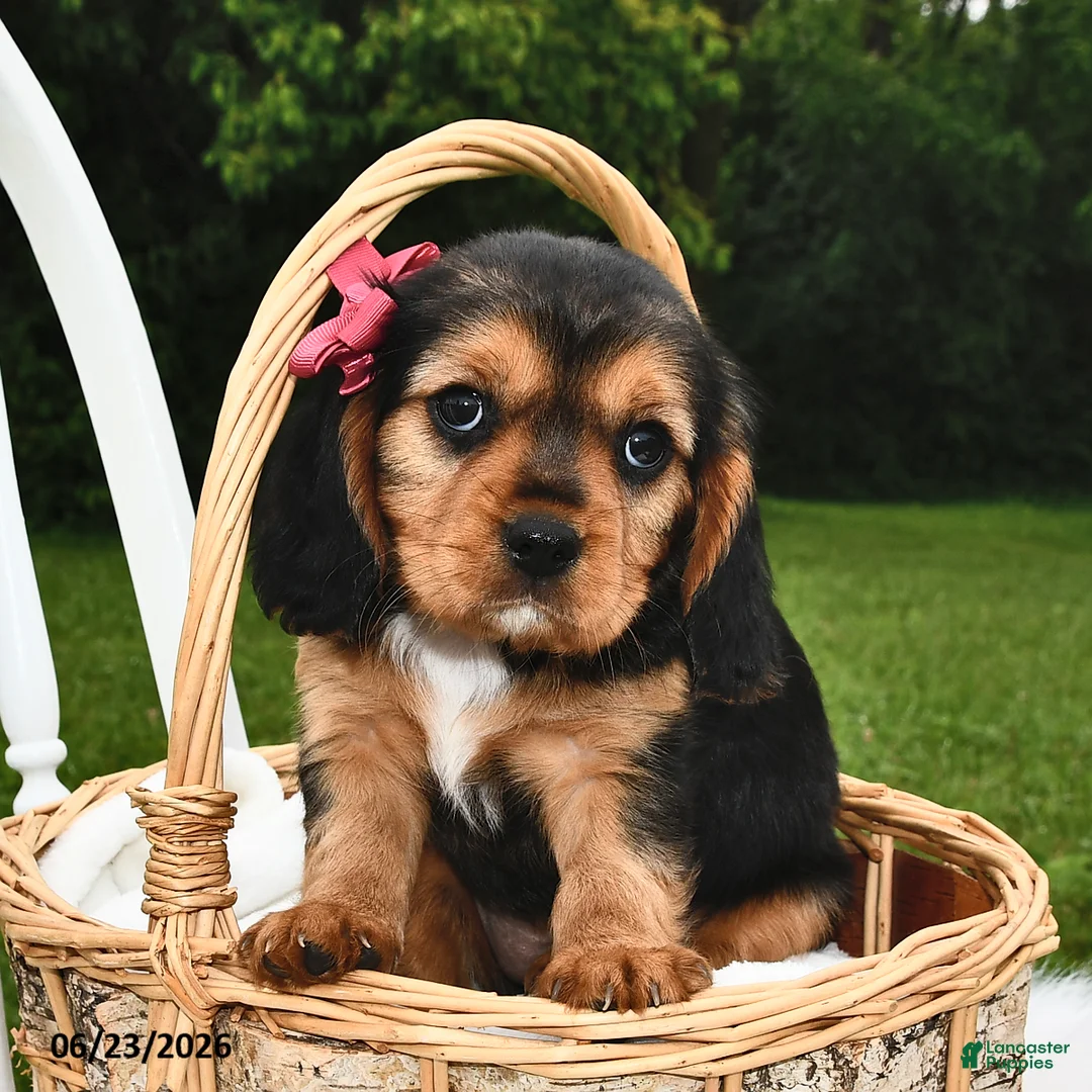 Beaglier dogs for sale: Cali  - Ad 1