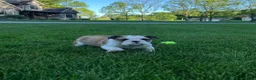 English Bulldog dogs for sale: Vanessa - Ad 3