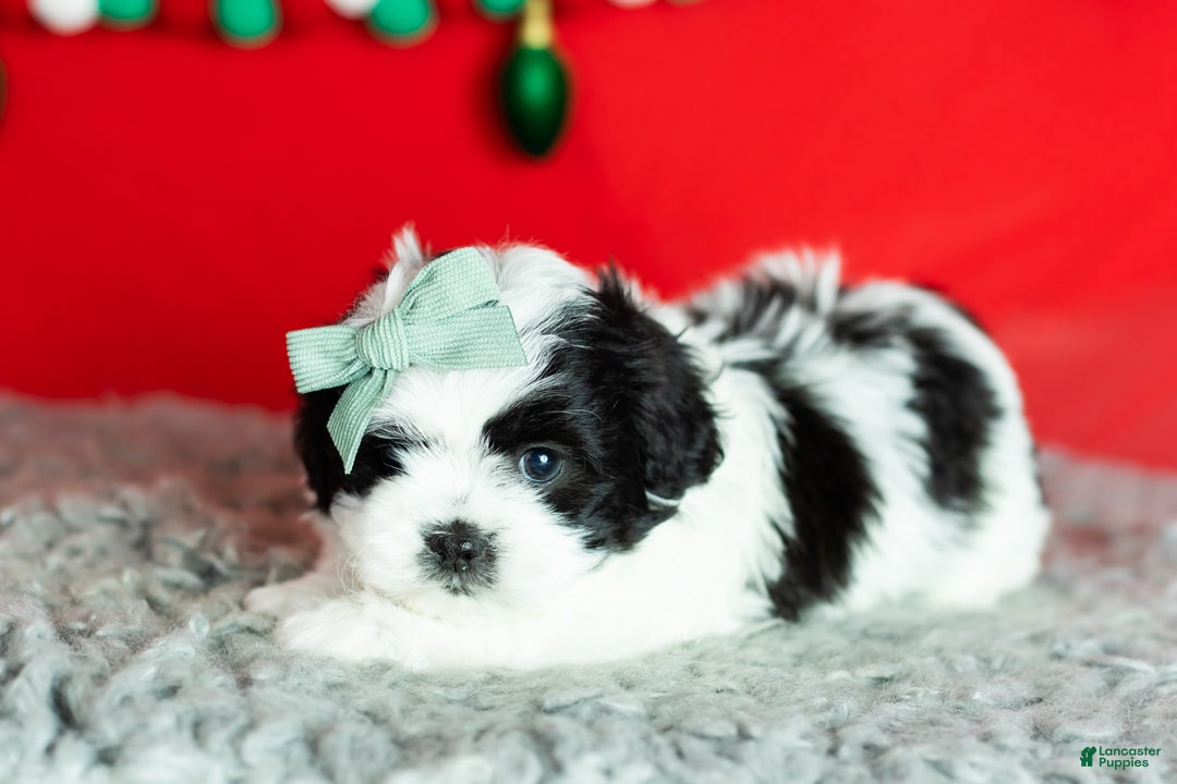 Teddy Bear dogs for sale: Maple - Ad 3