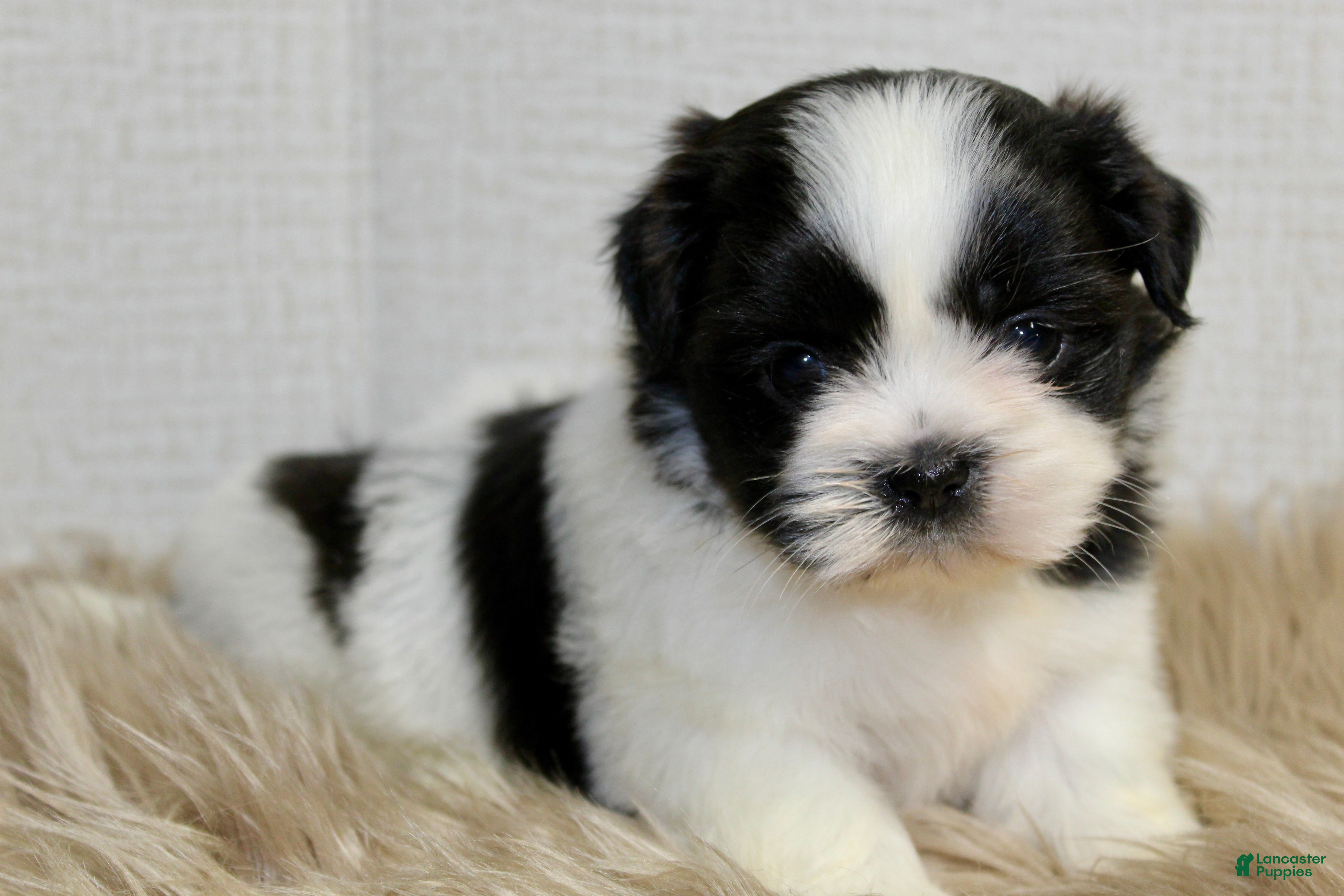 Shih Tzu dogs Dot - Ad 2