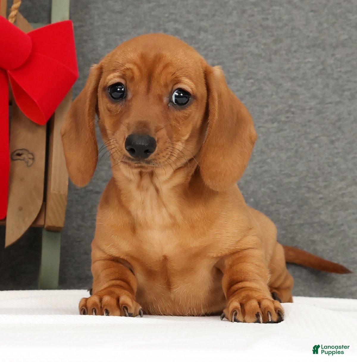 Miniature Dachshund dogs Ginger - Ad 11