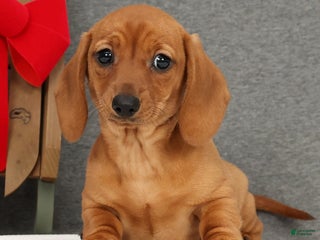 Miniature Dachshund dogs Ginger - Ad 11