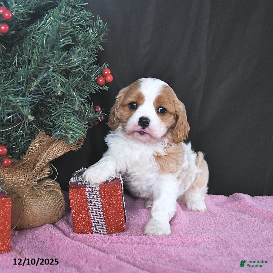 Cavalier King Charles Spaniel dogs Rudolph CHAMPION BLOOD - Ad 30
