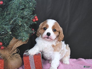 Cavalier King Charles Spaniel dogs Rudolph CHAMPION BLOOD - Ad 35