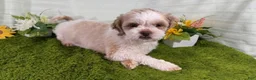 Shihpoo dogs for sale: Shihpoo 3 - Ad 4