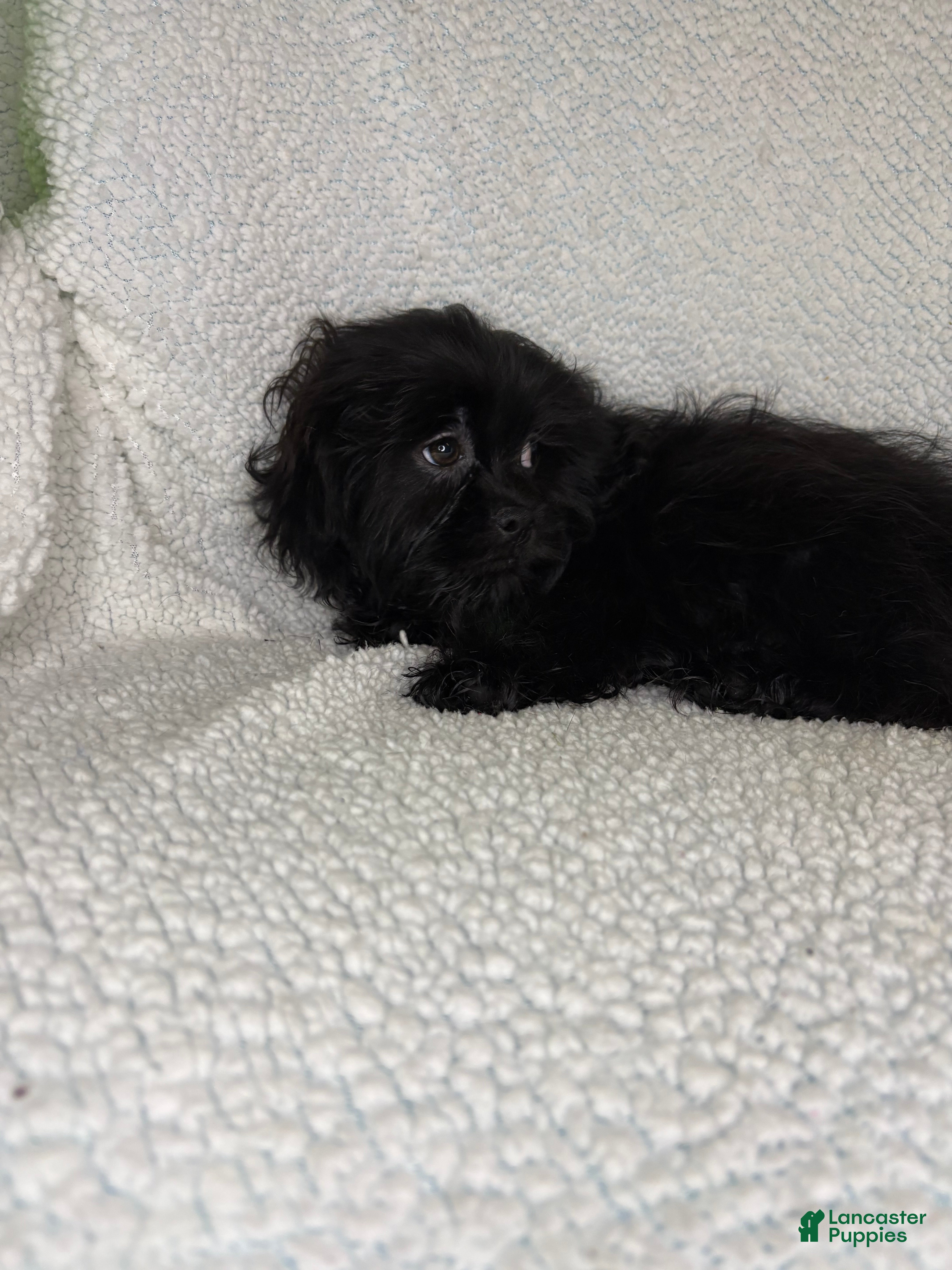 Shihpoo dogs Shihpoo 1 - Ad 6