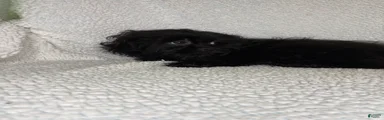 Shihpoo 1