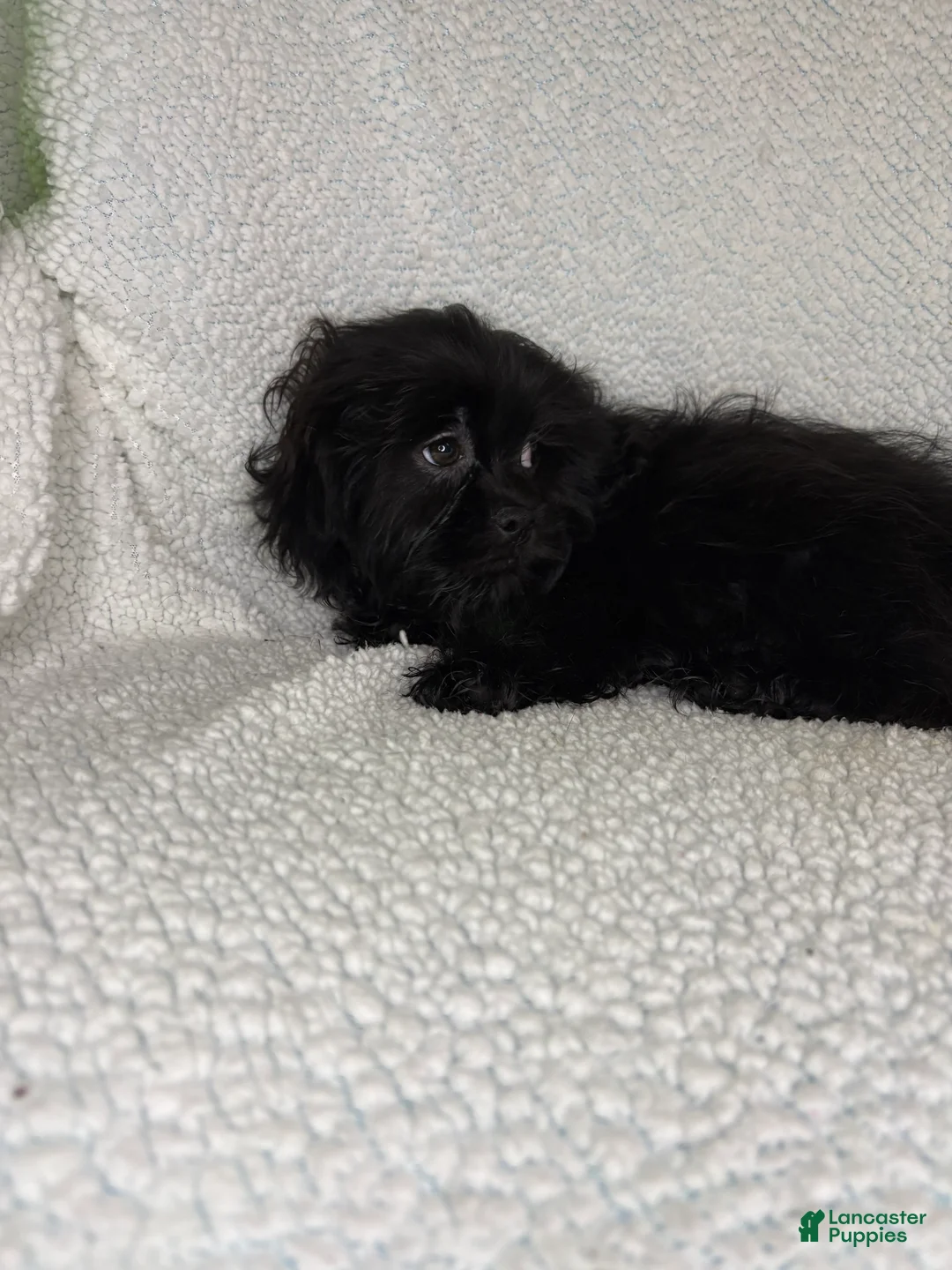 Shihpoo dogs for sale: Shihpoo 1 - Ad 1