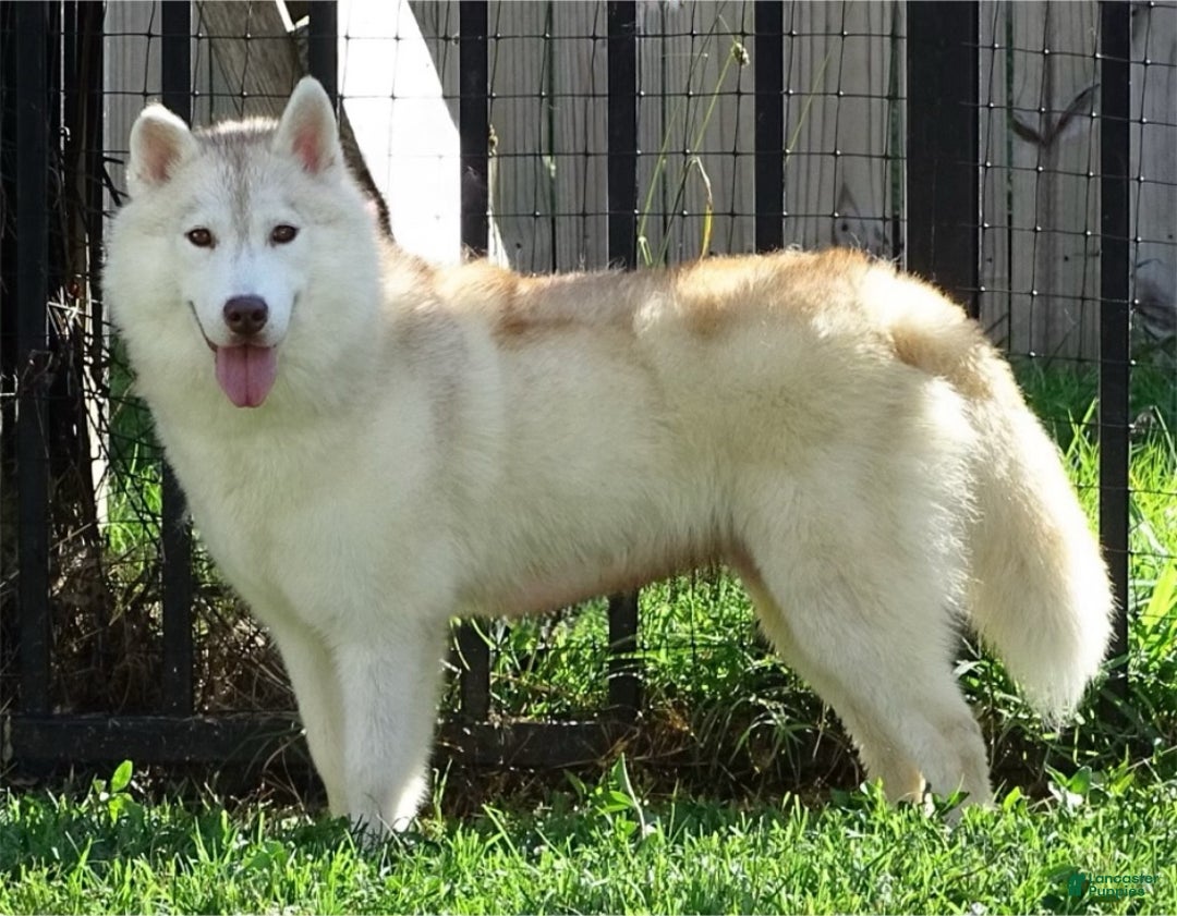 Siberian Husky dogs for sale: Hayami - Ad 1