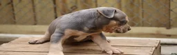 American Bully dogs for sale: Mr. Vegas - Ad 8