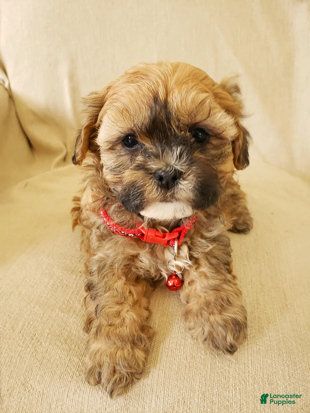 Shihpoo dogs for sale: CUPCAKE - Ad 1
