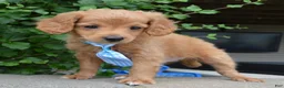 Mini Goldendoodle dogs for sale: Mini Gordon - Ad 3